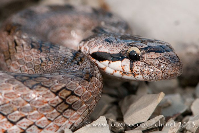 coronella da identificare